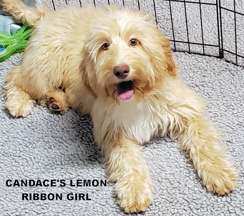 australian labradoodle
